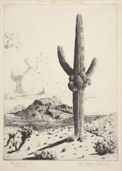 The Sentinel (Sahuaro) (etsning och akvatint) av Alfred Rudolph Waud
