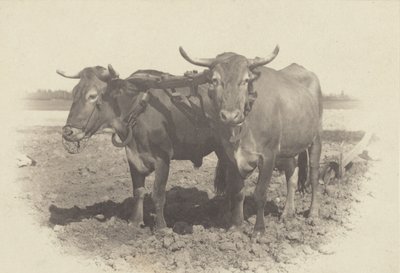 En idyll av Alfred Stieglitz
