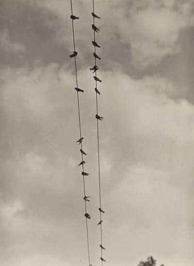 Fåglar av Alfred Stieglitz