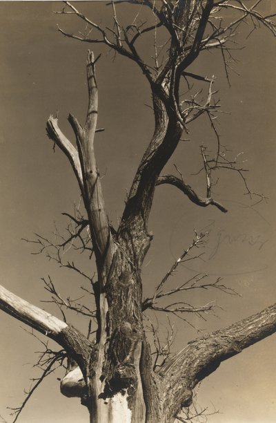Dying Chestnut Tree (verso) av Alfred Stieglitz