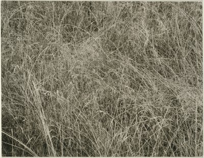 Gräs av Alfred Stieglitz