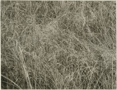 Gräs, 1933. av Alfred Stieglitz