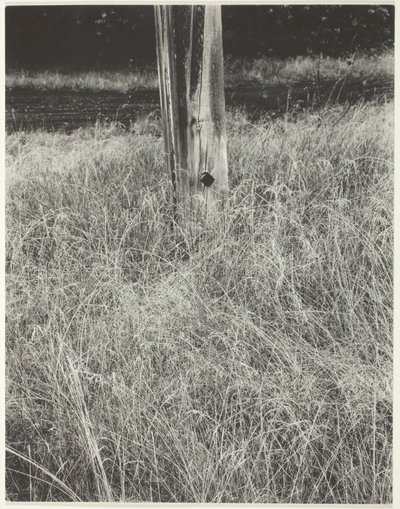 Gräs och flaggstång, 1933. av Alfred Stieglitz