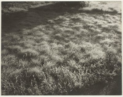 Gräs och frost av Alfred Stieglitz