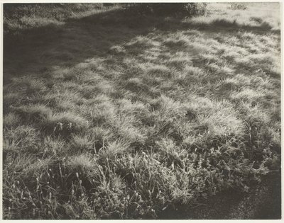 Gräs och frost, 1934. av Alfred Stieglitz