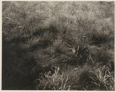 Gräs av Alfred Stieglitz