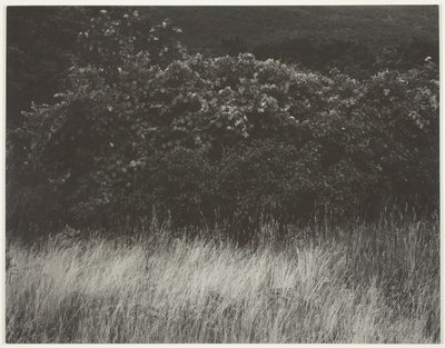 Häck och gräs - Lake George av Alfred Stieglitz