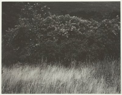 Hedge and Grasses - Lake George, 1933. av Alfred Stieglitz