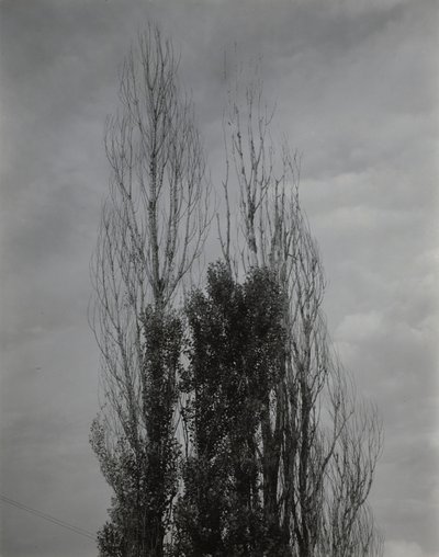 Poppelträd – Lake George av Alfred Stieglitz