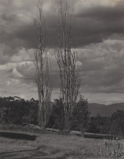 Poppelträd – Lake George av Alfred Stieglitz