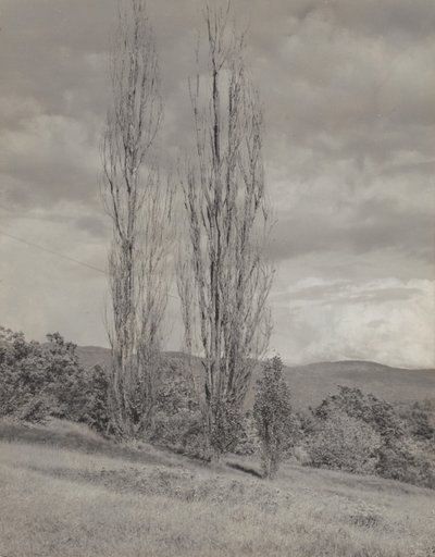 Poppelträd - Lake George av Alfred Stieglitz