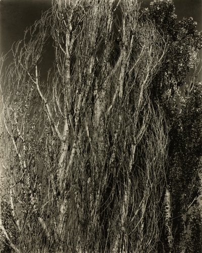Poplar — Lake George av Alfred Stieglitz