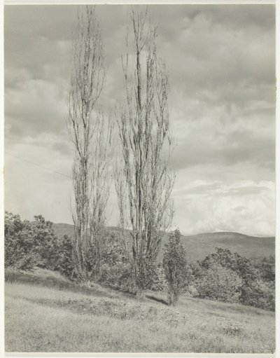 Poplar — Lake George av Alfred Stieglitz