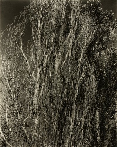Poplar—Lake George, 1932. av Alfred Stieglitz