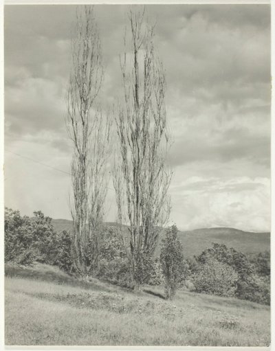 Poplar—Lake George, 1935. av Alfred Stieglitz