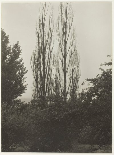 Poplar - Lake George av Alfred Stieglitz