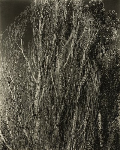 Poplar - Lake George av Alfred Stieglitz