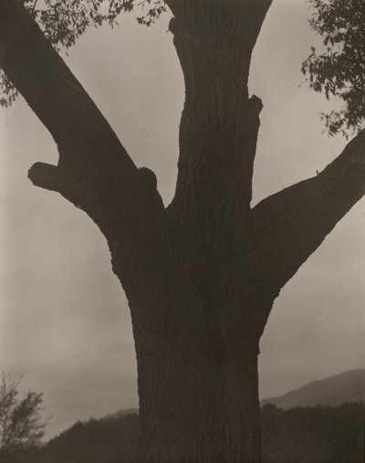 Den döende kastanjen av Alfred Stieglitz