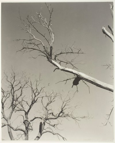 Det döende kastanjeträdet - min lärare av Alfred Stieglitz
