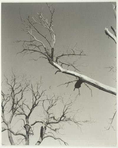 Det döende kastanjeträdet - min lärare av Alfred Stieglitz