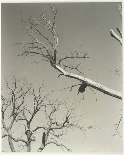 Det döende kastanjeträdet – min lärare, 1927. av Alfred Stieglitz