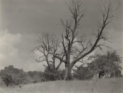 Det döende kastanjeträdet av Alfred Stieglitz