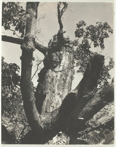 The Old Maple - Lake George, 1926. av Alfred Stieglitz