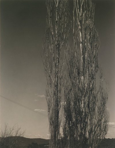 De två poplarna, Lake George av Alfred Stieglitz