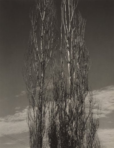 De två popplarna, Lake George av Alfred Stieglitz