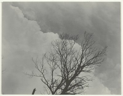 Trädset 3 av Alfred Stieglitz