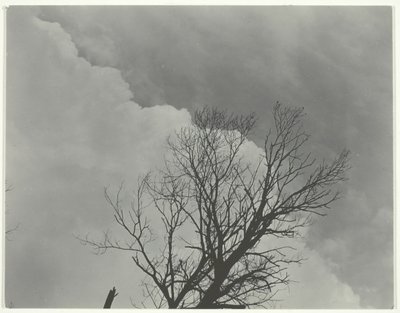 Trädset 3, c. 1924. av Alfred Stieglitz