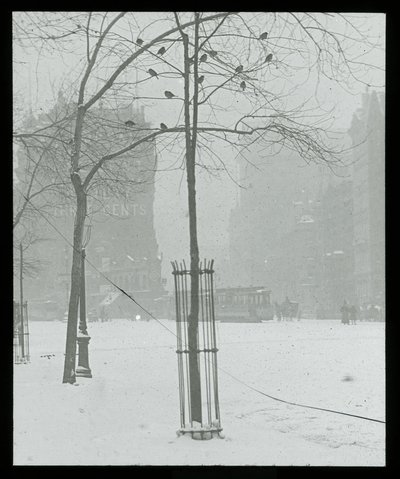 Träd i snö, New York City av Alfred Stieglitz