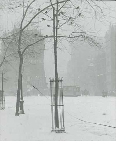 Träd i Snow, New York City, 190002. av Alfred Stieglitz