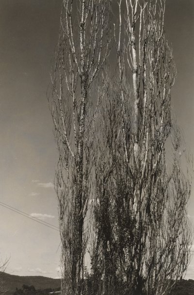 Two Poplars, Lake George (recto) av Alfred Stieglitz