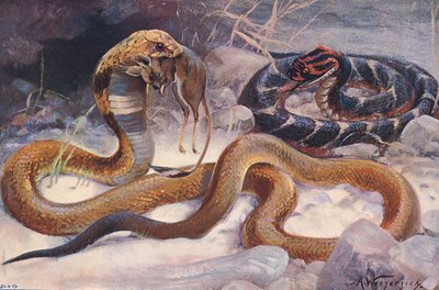 Kobra och puff Adder, illustration från 