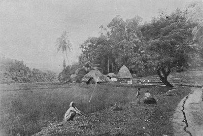 Risfält nära Gampola, c1890, 1910 av Alfred William Amandus Plate