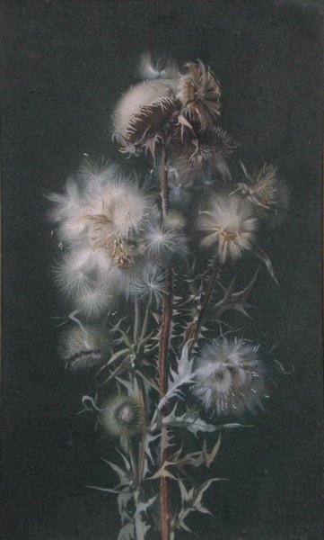 Thistledown (akvarell på papper) av Alice Gray