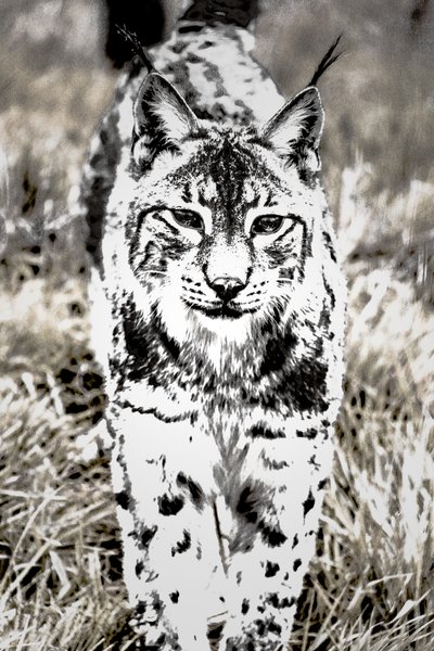 Annäherung von Alice Gur-Arie