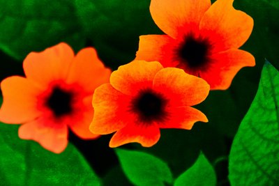 Drei im Wald, 2013 von Alice Gur-Arie