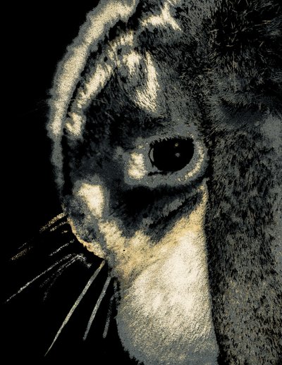 Porträt eines Kaninchens, 2022 von Alice Gur-Arie