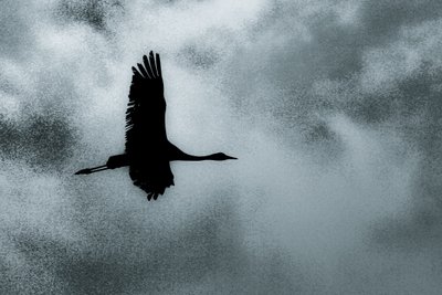 Solo, aus der Serie Over Hula, 2016 von Alice Gur-Arie