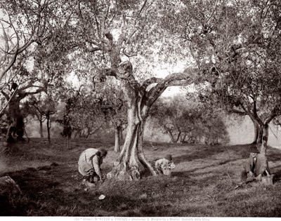 Barn som plockar oliver bland olivträden, på en kulle i Santa Margherita a Montici, Florens (s/v foto) av Fratelli Alinari