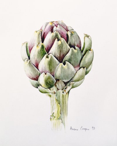 Kronärtskocksstudie, 1993 av Alison Cooper