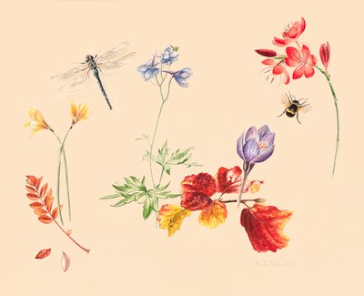 Höstblommor och insekter av Alison Cooper