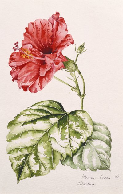 Hibiscus (crimson), 1992 (wc) av Alison Cooper