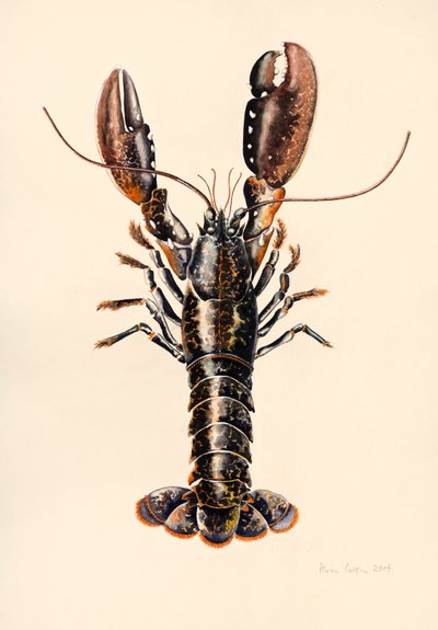 Hummer från Solva, 2014, akvarell av Alison Cooper