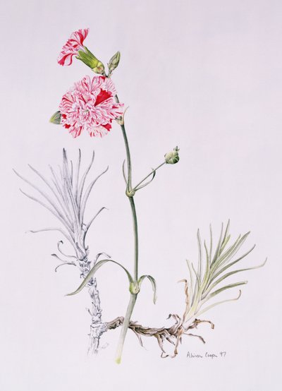 Old Variety of Dianthus, 1997 (wc på papper) av Alison Cooper