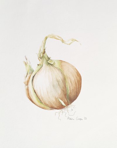 Lökstudie, 1993 av Alison Cooper