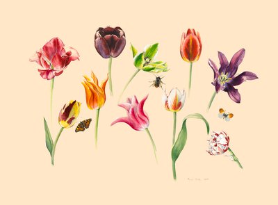 vårtulpaner och insekter av Alison Cooper
