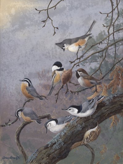 Fågelblandning av Allan Brooks av Allan Brooks